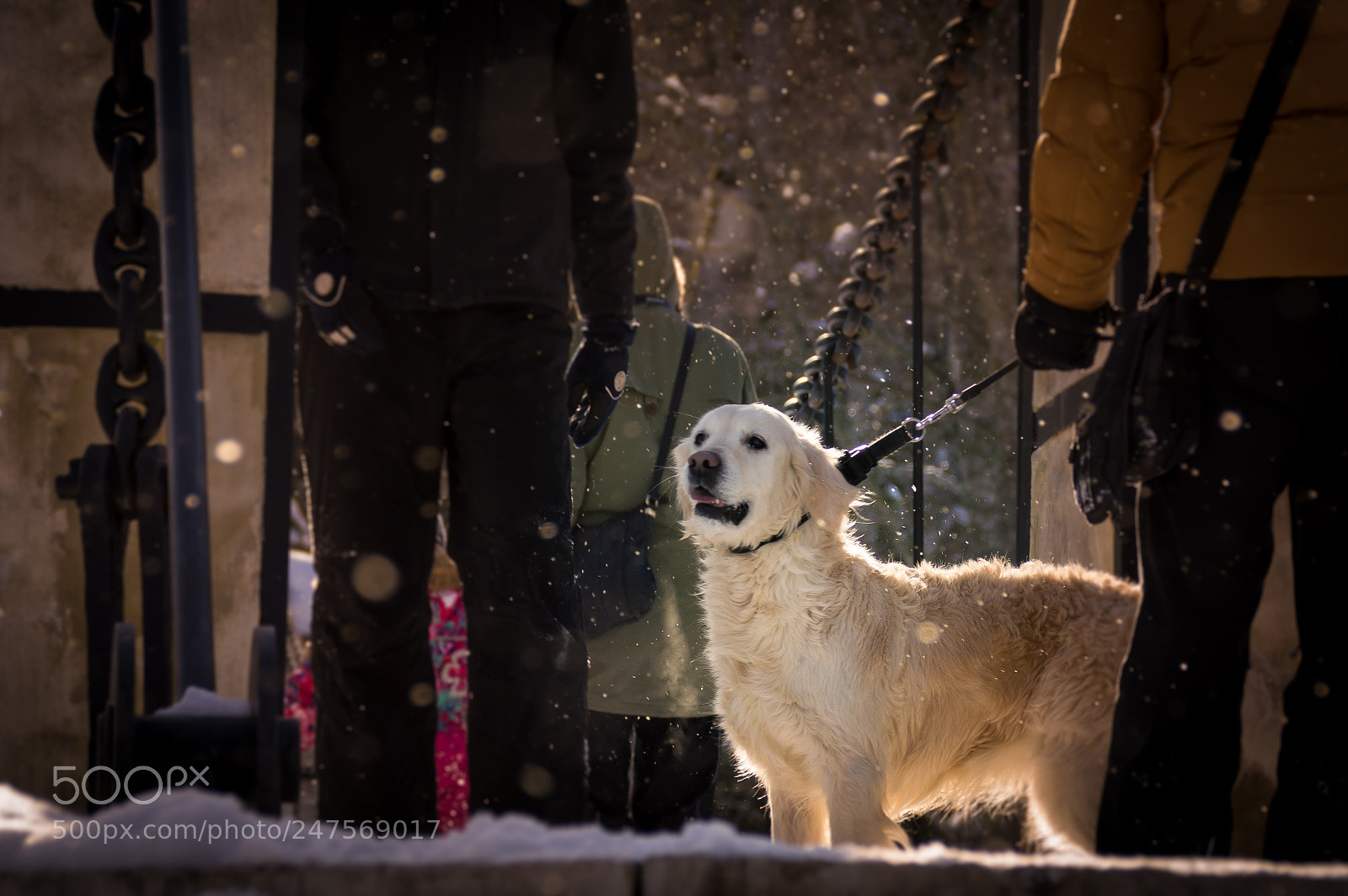 Nikon D3200 sample photo. Who's a good boy? photography