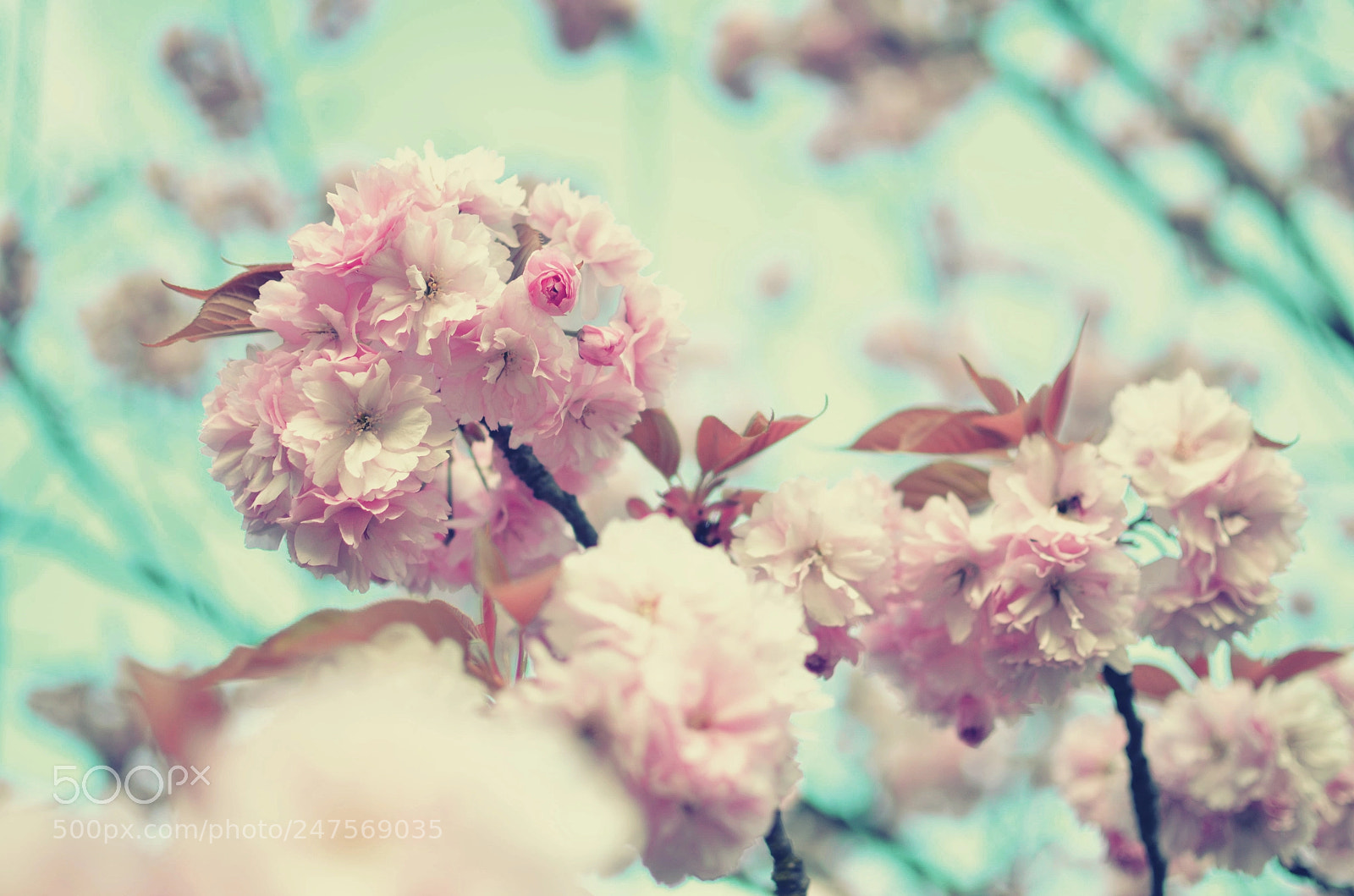 Nikon D5100 sample photo. Soon again photography
