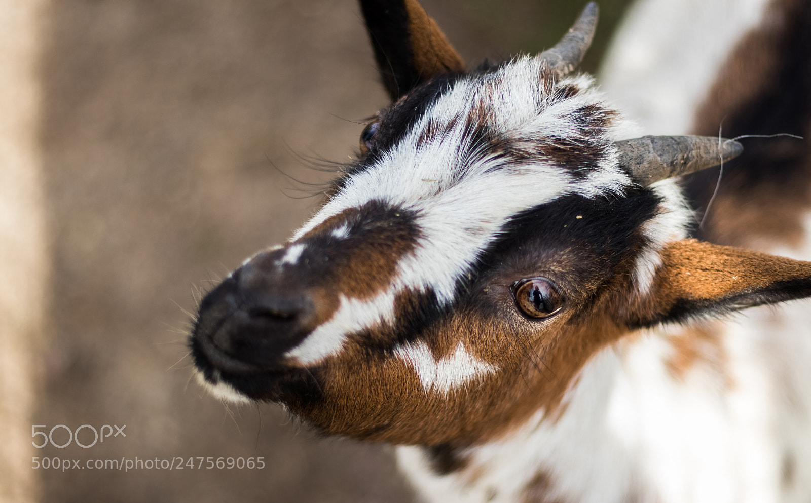 Canon EOS 80D sample photo. Lovely goat photography