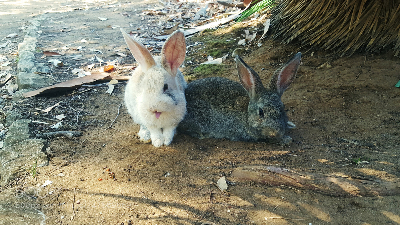 Samsung GALAXY S6 edge sample photo. Posing bunnies photography