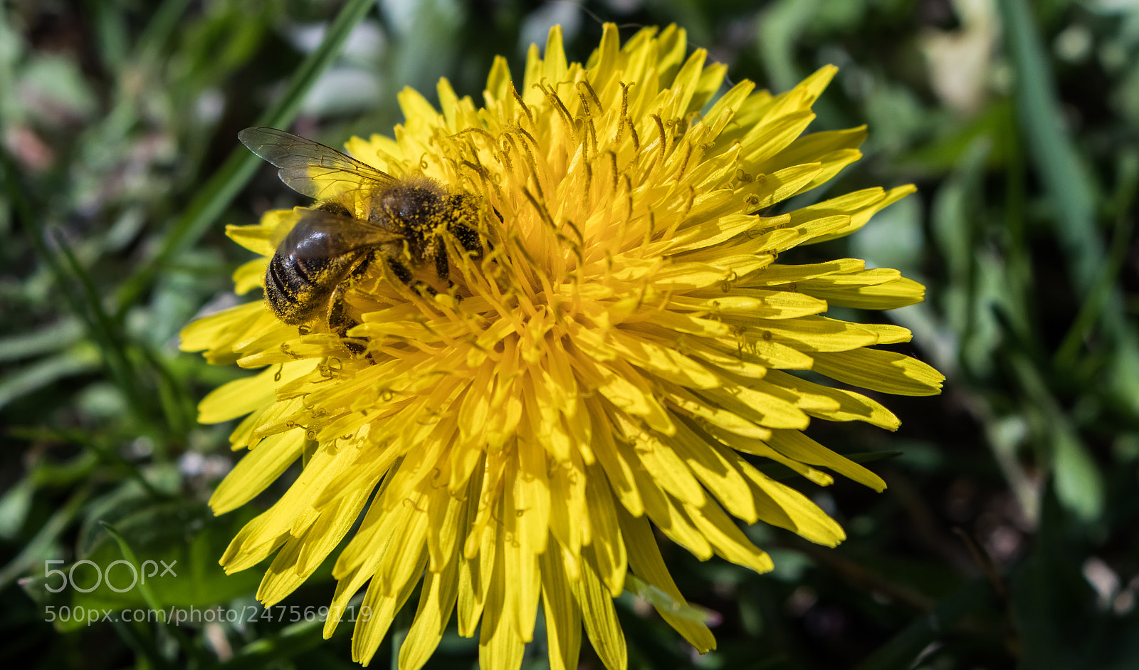 Canon EOS 80D sample photo. Bee photography