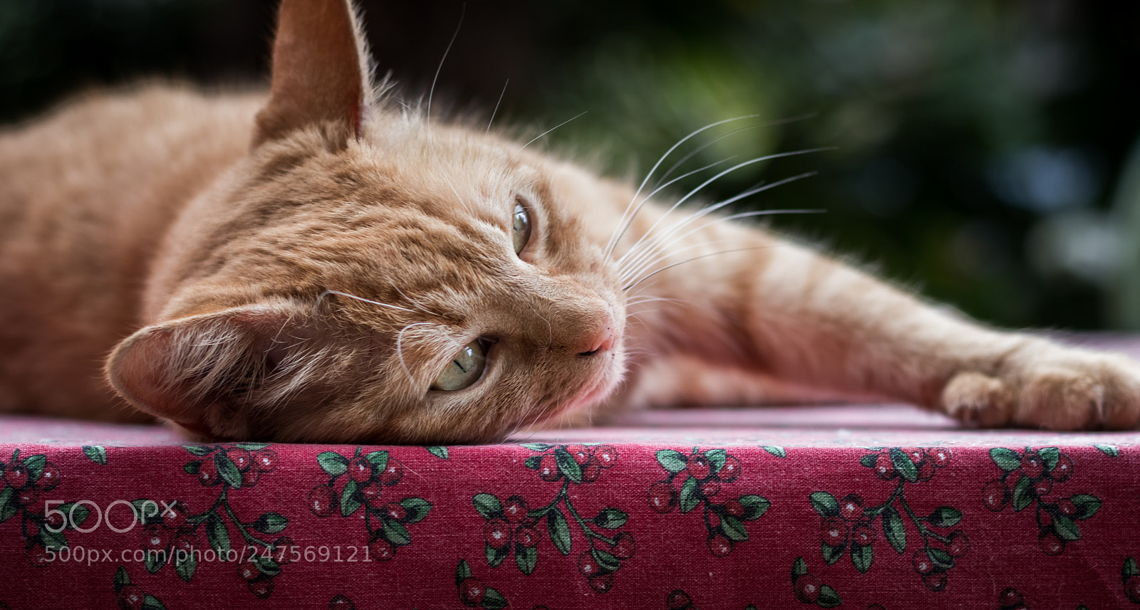 Canon EOS 80D sample photo. Lilou photography