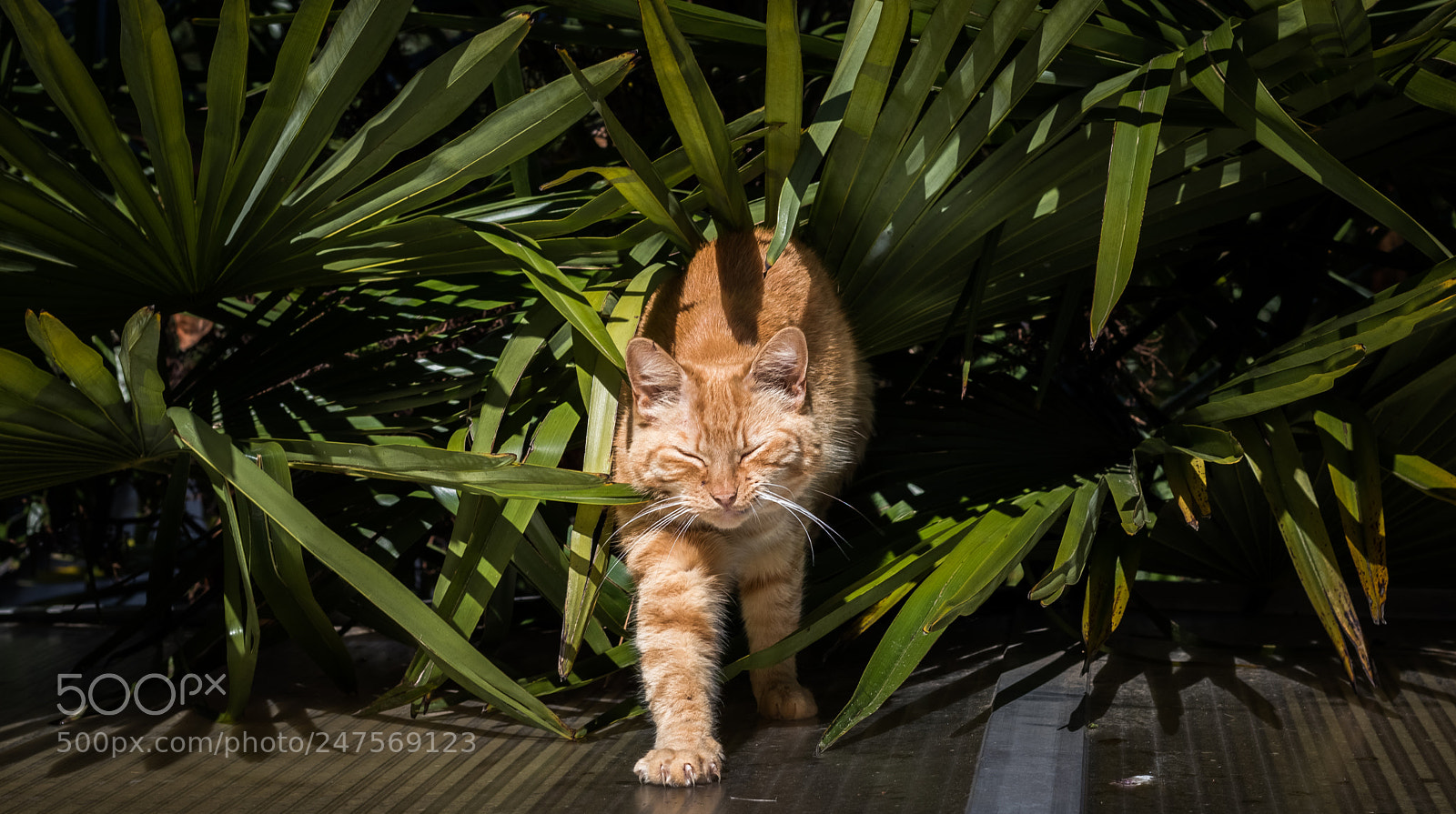 Canon EOS 80D sample photo. Tiger lilou photography