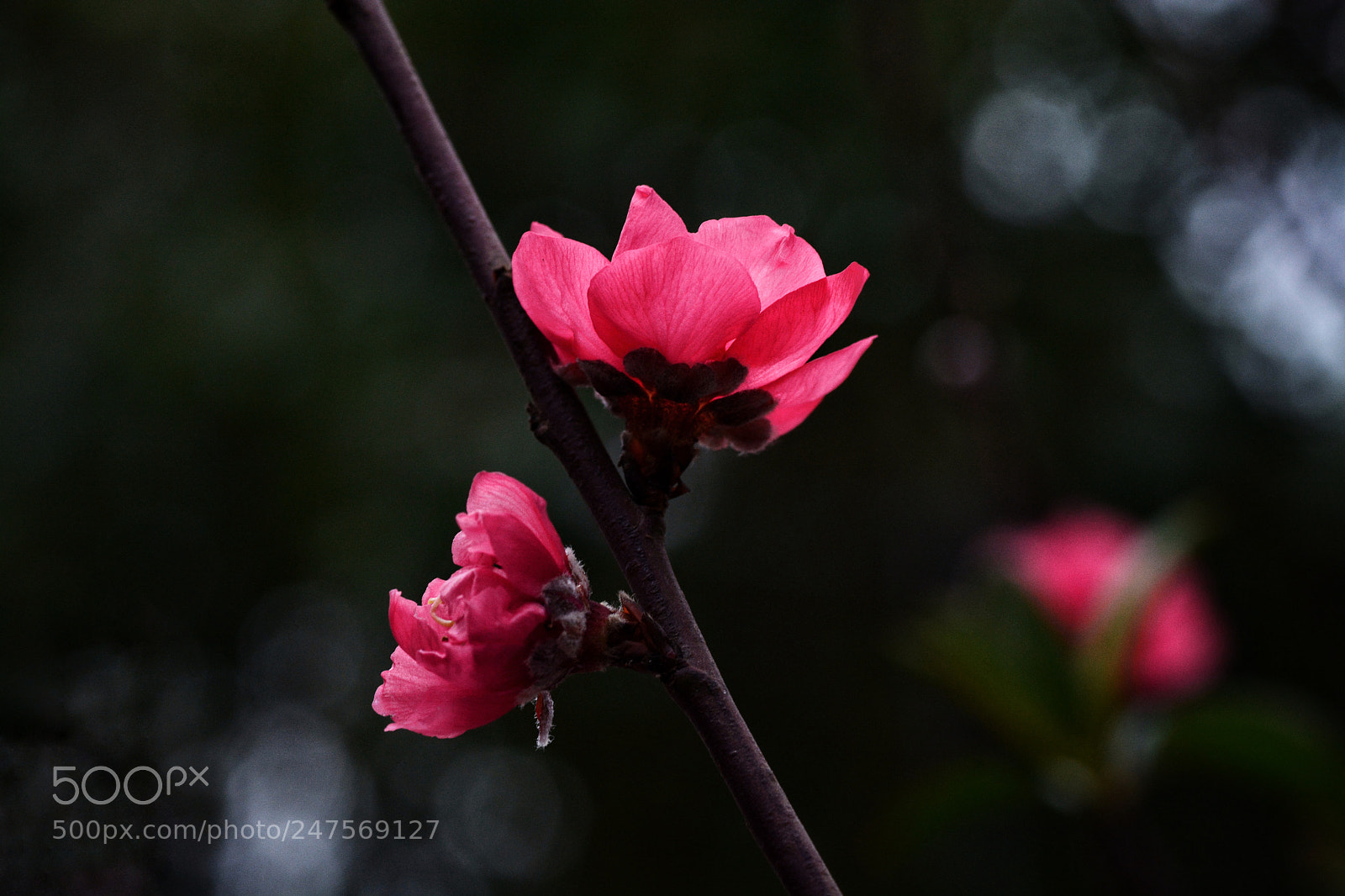 Nikon D7100 sample photo. Untitled photography