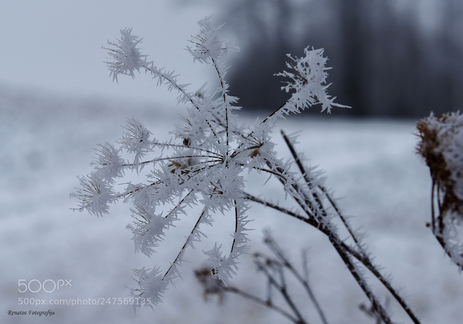 Pentax K-3 sample photo. Frost photography