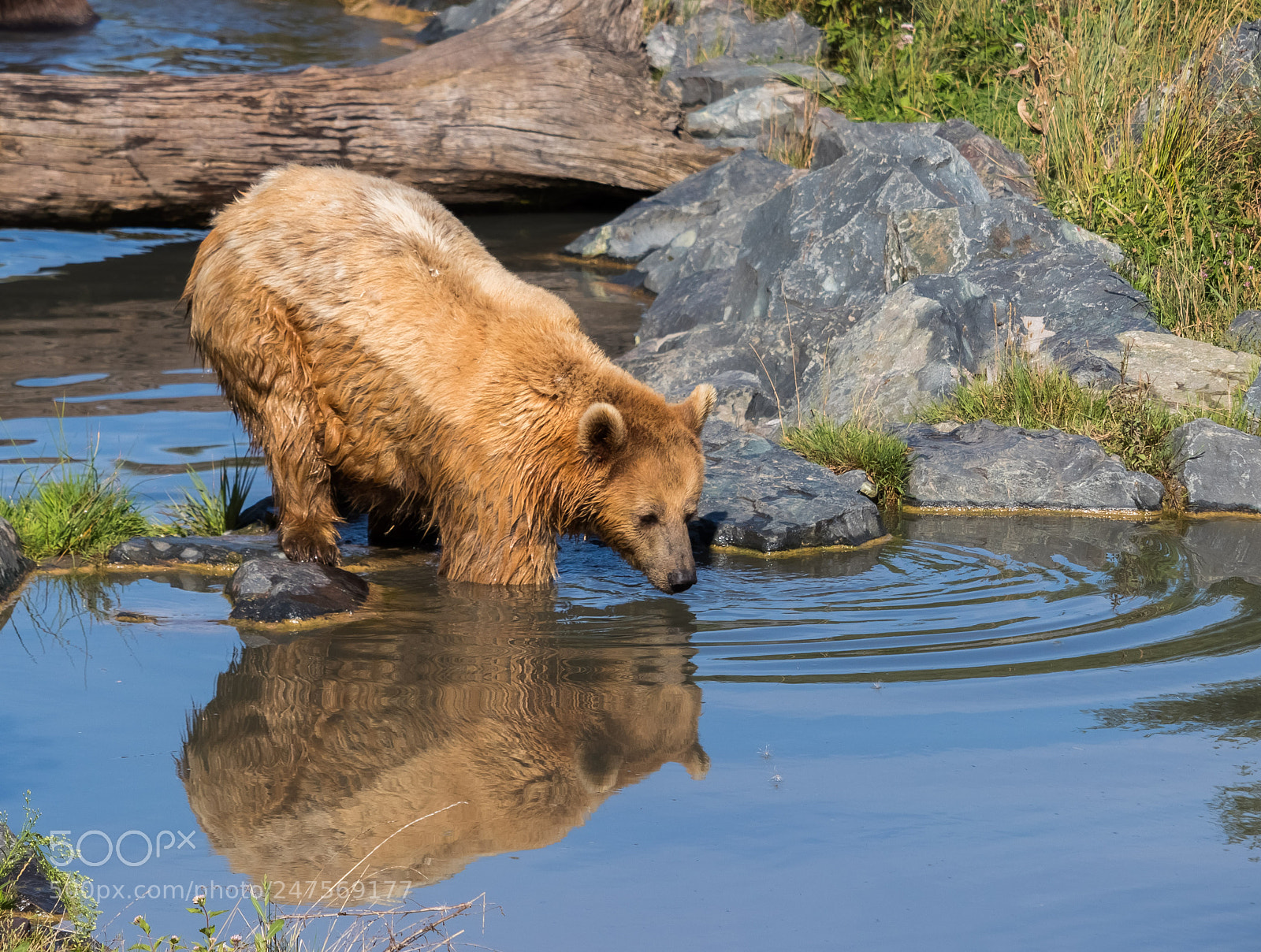 Canon EOS 80D sample photo. Bear and reflection photography