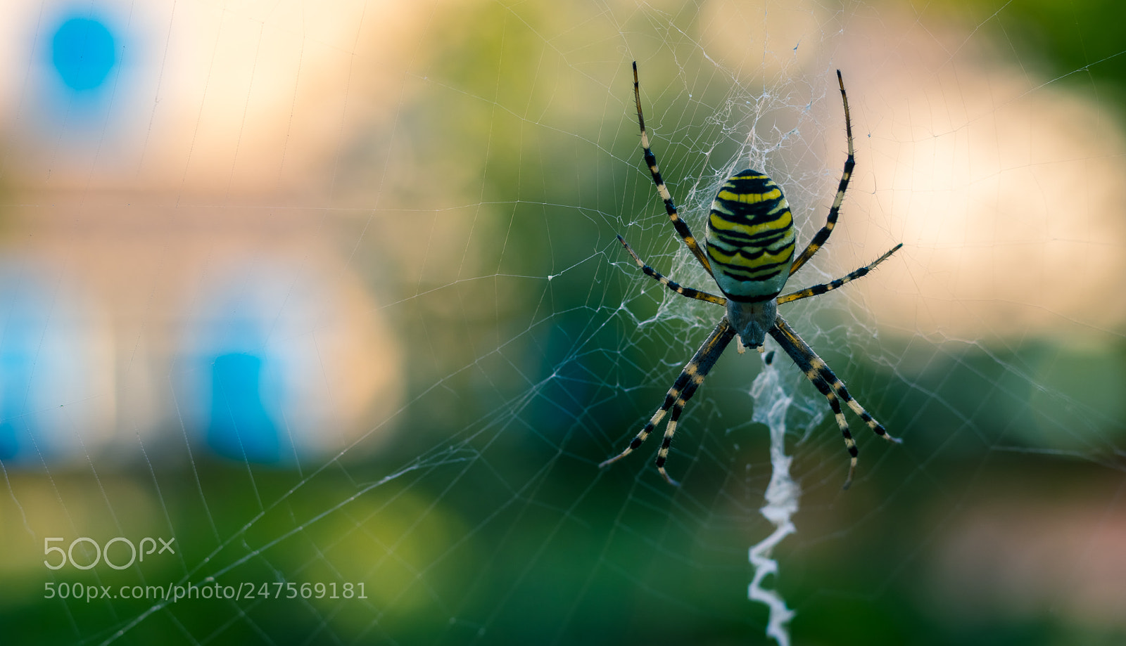 Canon EOS 80D sample photo. Yellow spider photography