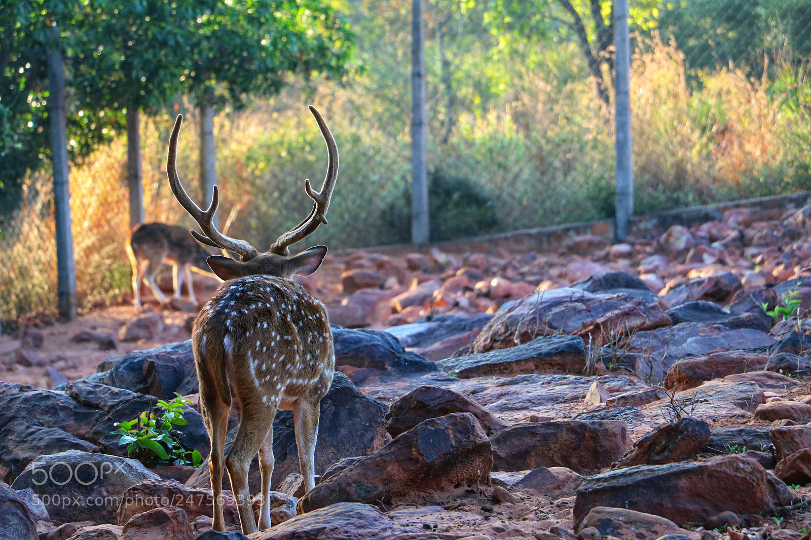 Canon EOS 760D (EOS Rebel T6s / EOS 8000D) sample photo. Chital spotted deer photography