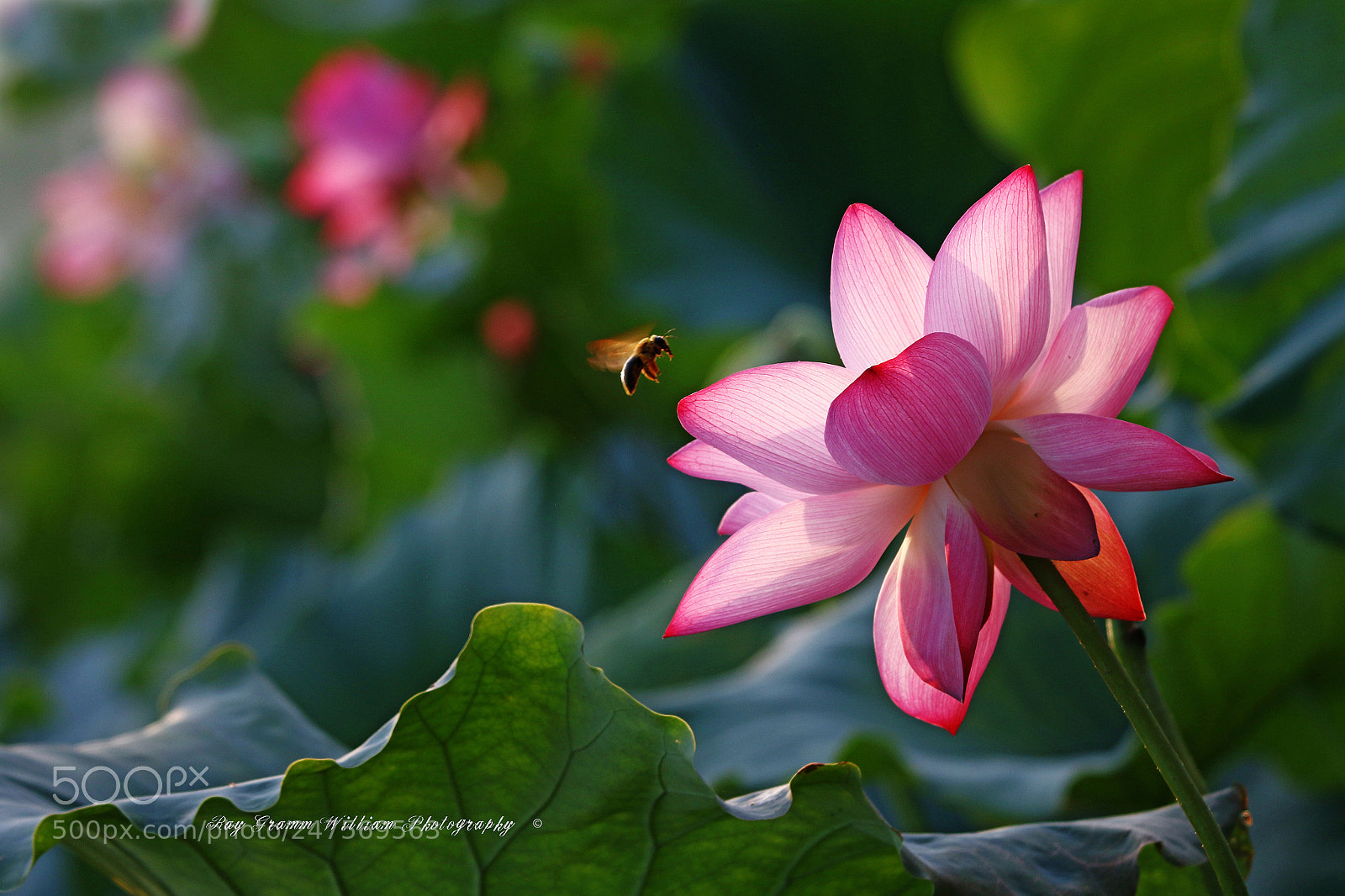 Canon EOS 7D Mark II sample photo. Forever-bloom flowers photography