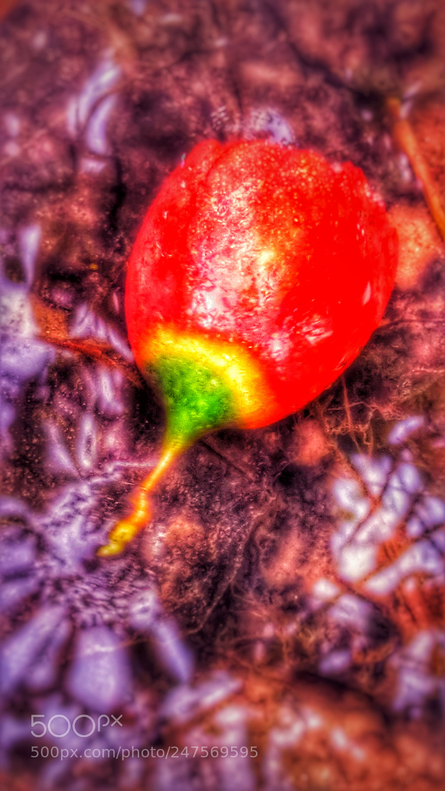OPPO A37fw-International sample photo. Untitled photography