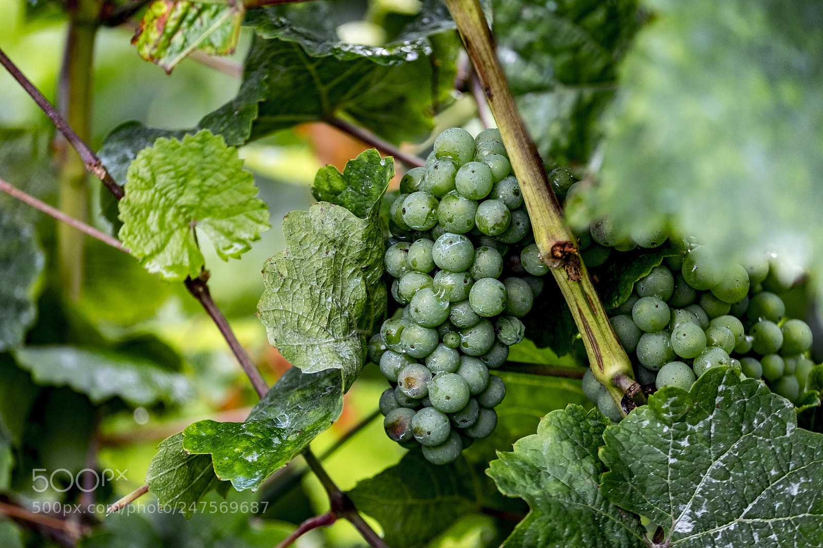 Fujifilm X-T10 sample photo. Vineyard in kaub photography