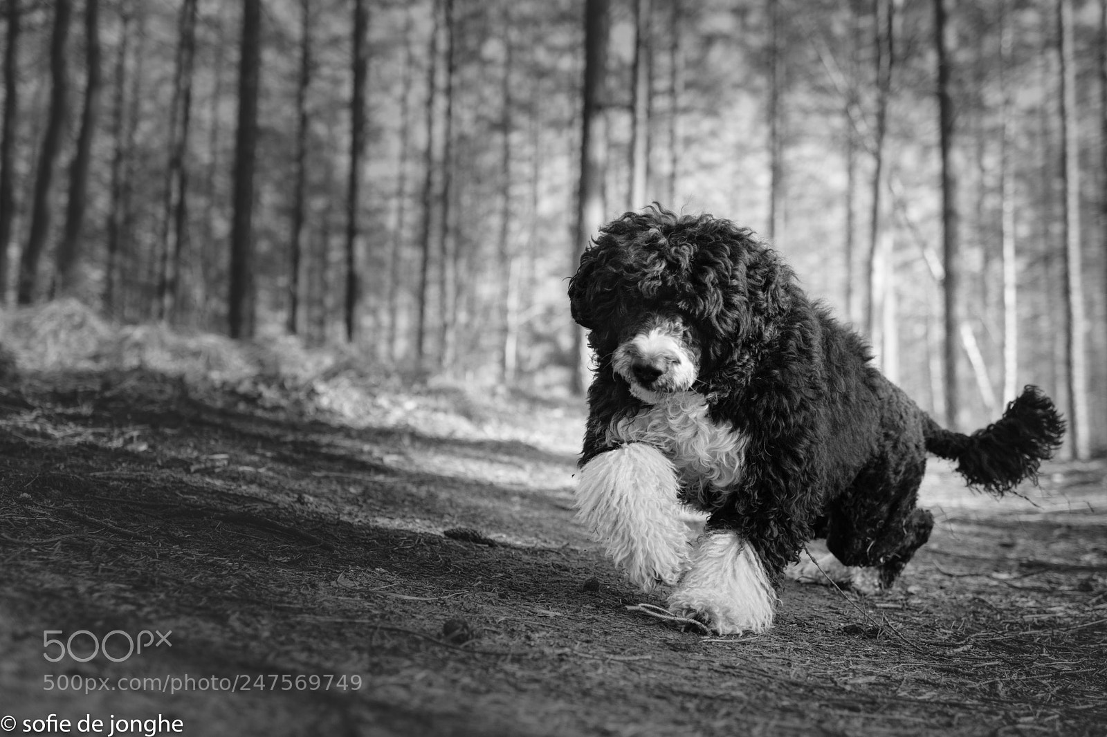 Nikon D7200 sample photo. In the dark forest photography