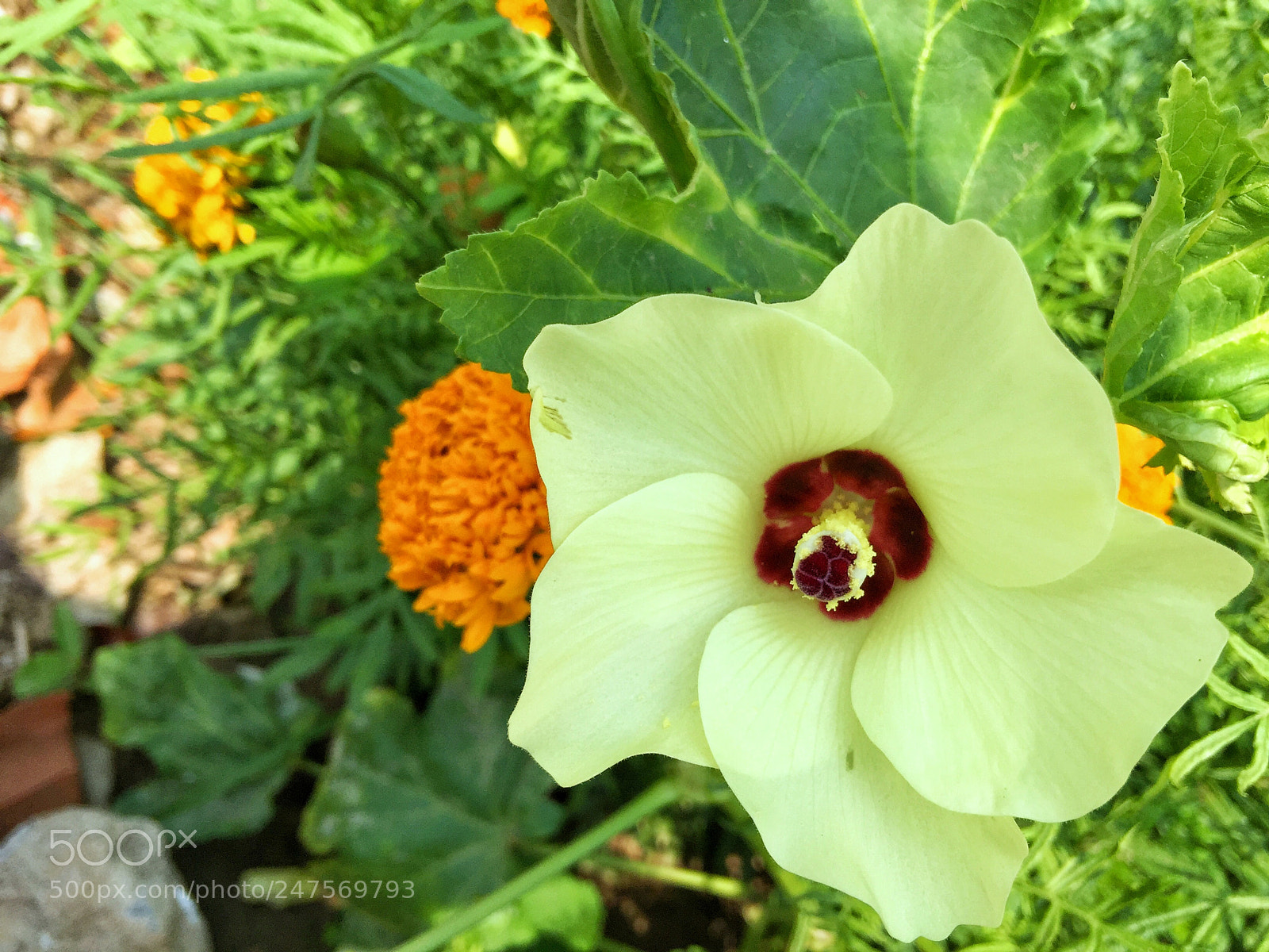 Apple iPhone 6 Plus sample photo. ផ្កា photography