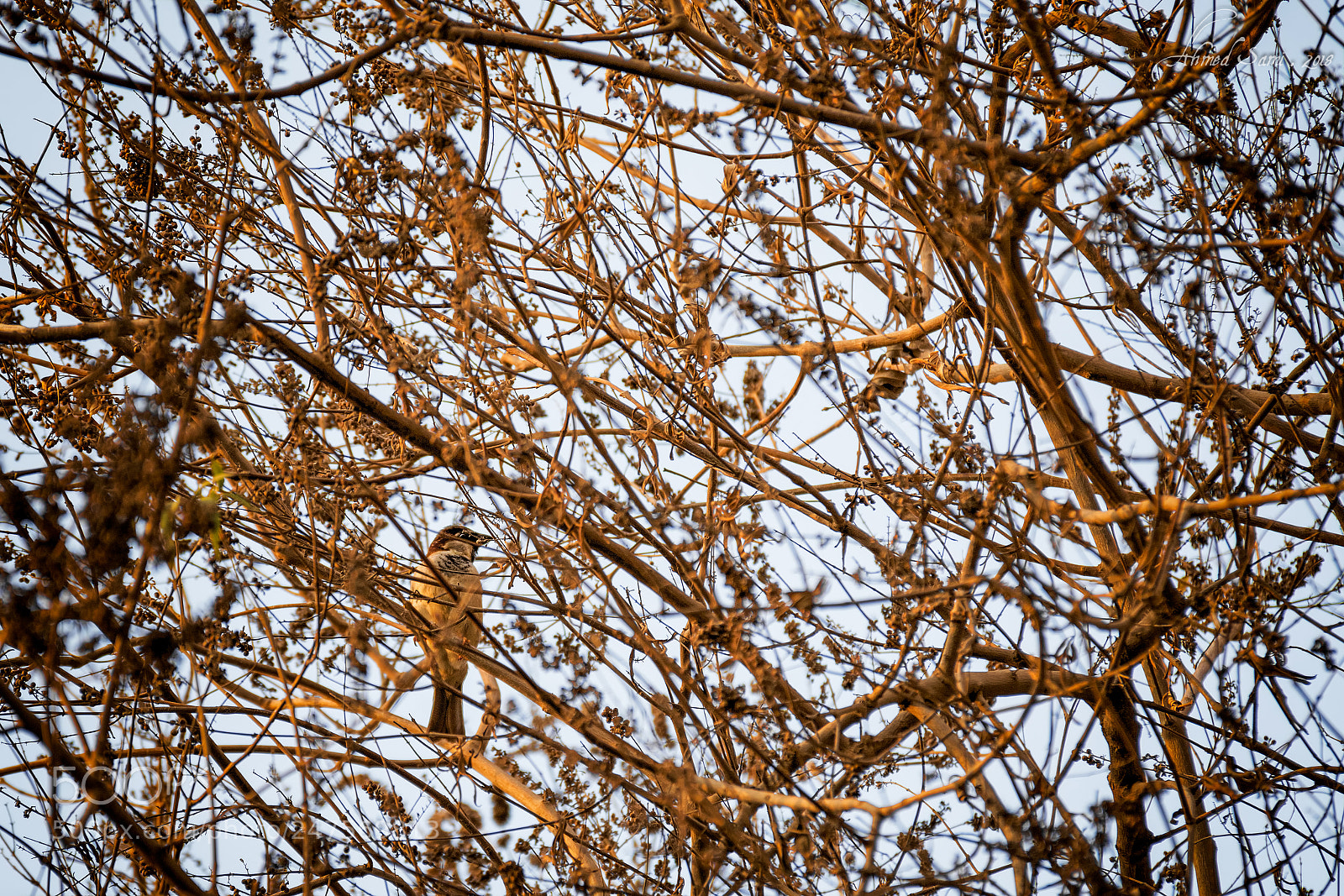 Nikon D7100 sample photo. Disguise photography