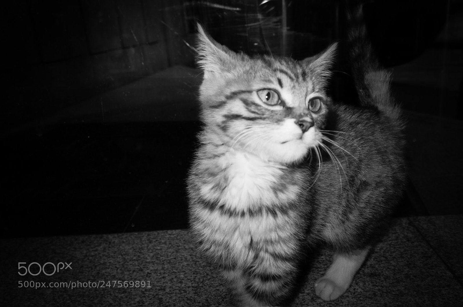 Ricoh GR II sample photo. 《猫》 photography