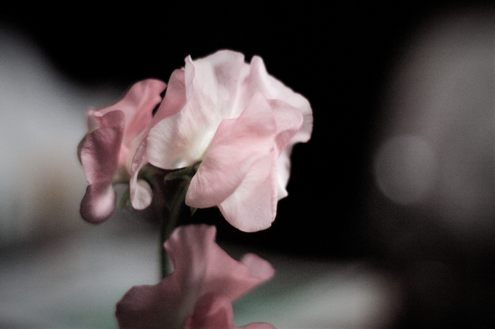 Canon EOS 450D (EOS Rebel XSi / EOS Kiss X2) sample photo. Fragility photography