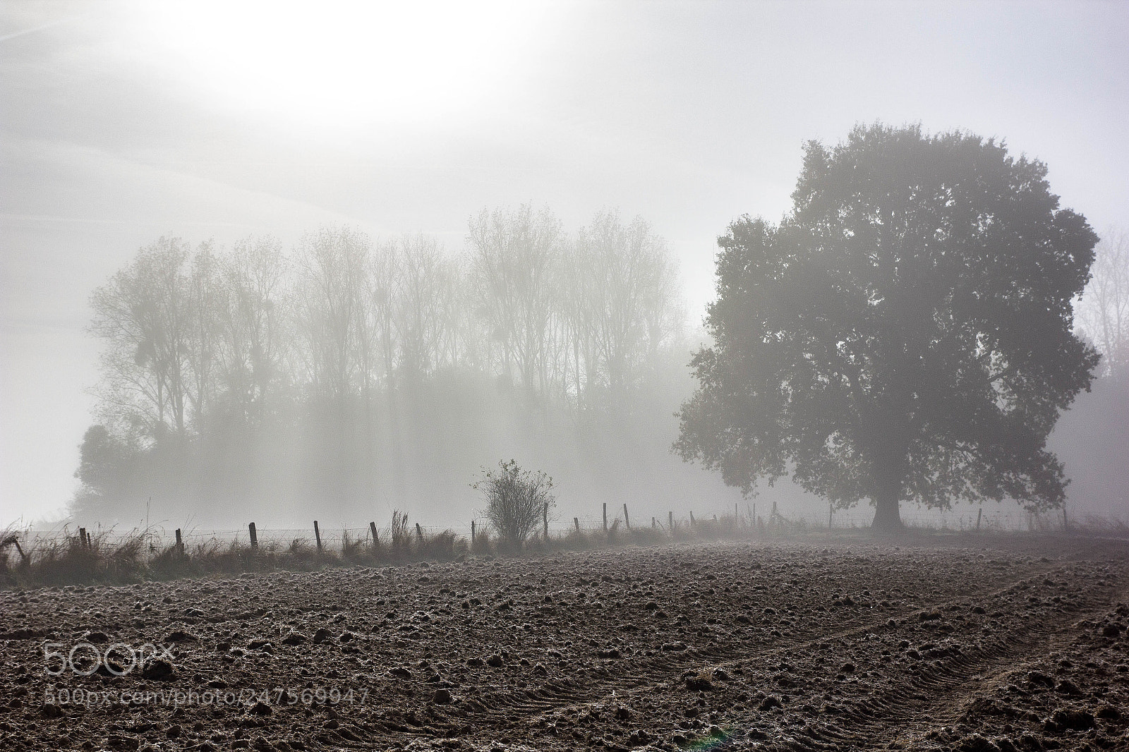 Canon EOS 550D (EOS Rebel T2i / EOS Kiss X4) sample photo. Misty day... photography