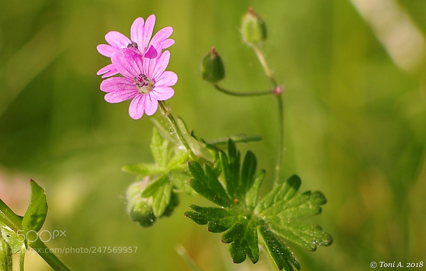 Pentax K-5 II sample photo. Wild flowers photography