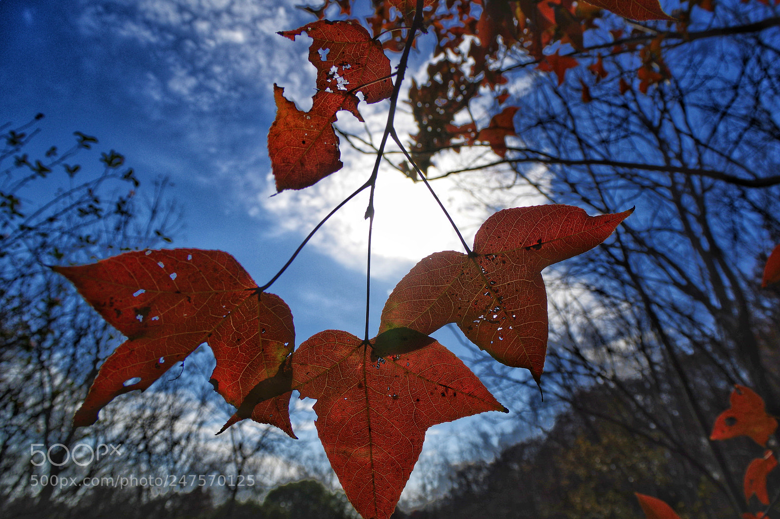 Pentax K-3 II sample photo. Untitled photography