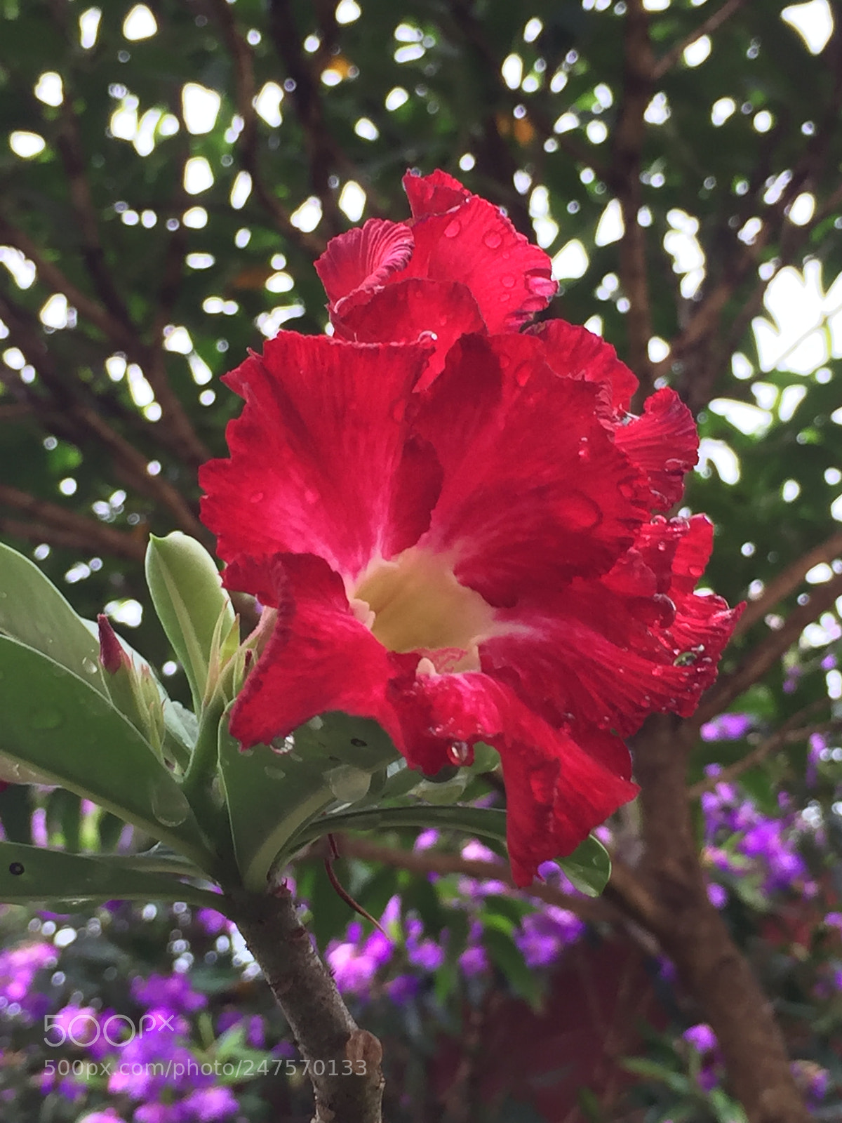 Apple iPhone 6 sample photo. Untitled photography