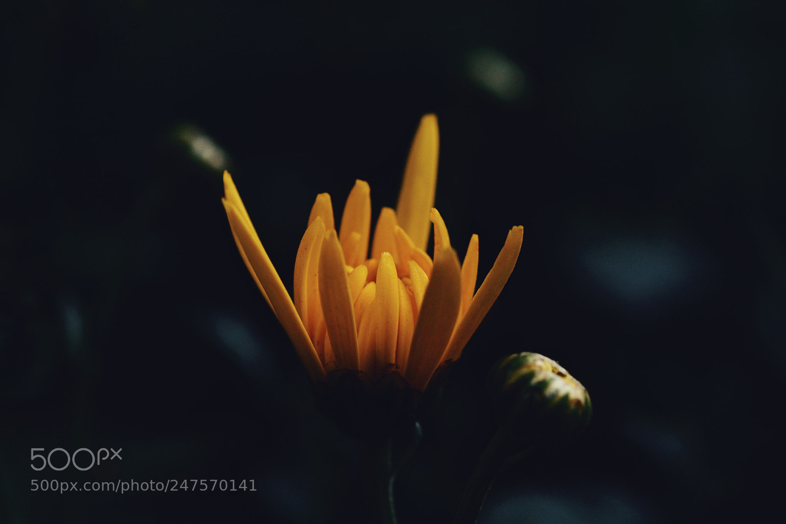 Nikon D7100 sample photo. Untitled photography