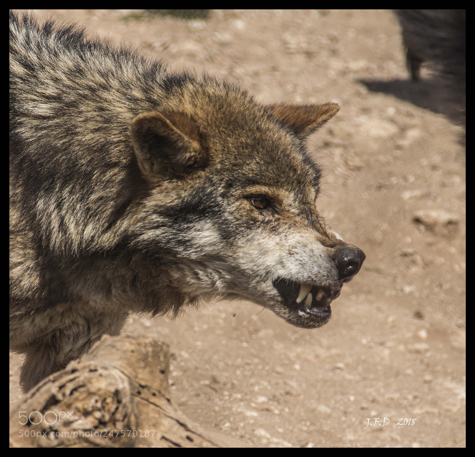 Canon EOS 60D sample photo. Img photography