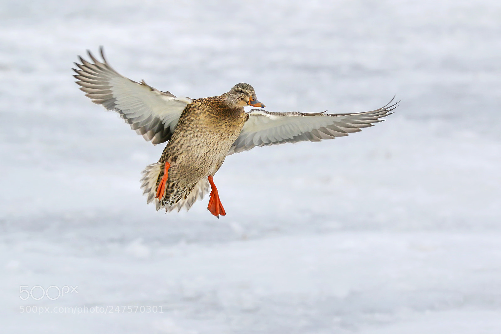 Canon EOS 7D Mark II sample photo. Female mallard duck photography