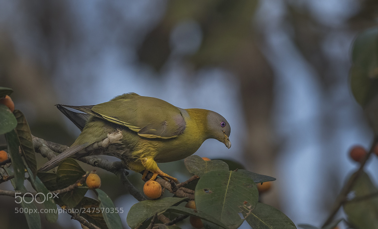 Nikon D500 sample photo. Yellow footed green pigeon photography