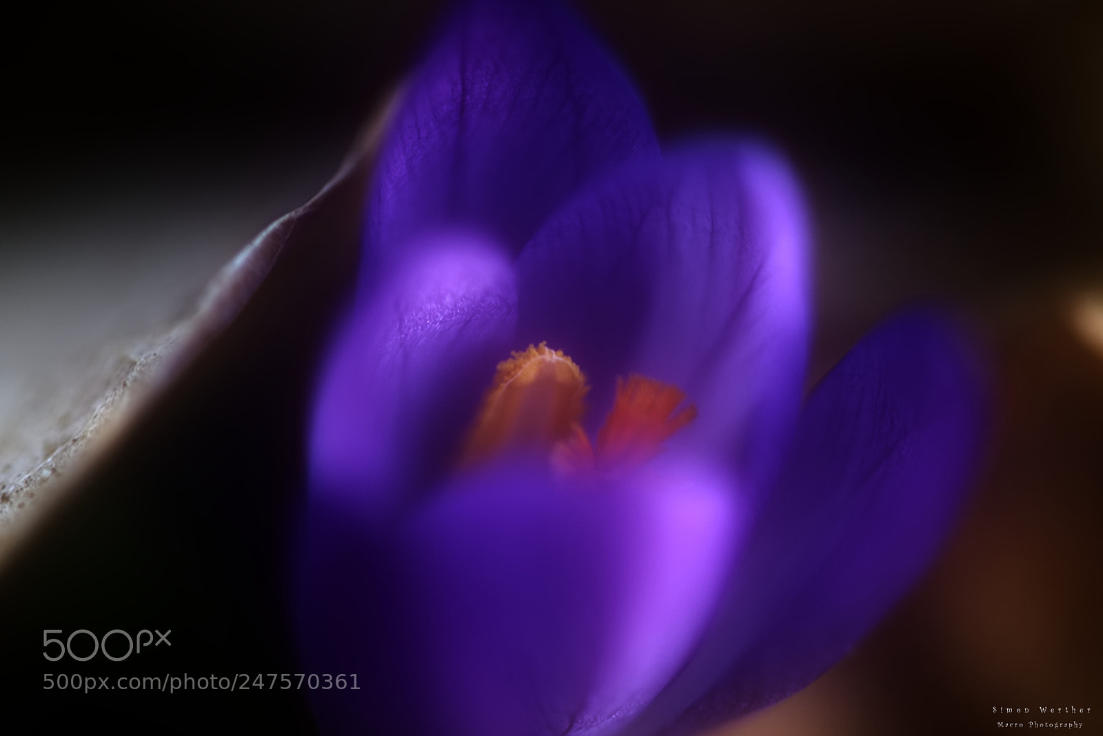 Nikon D5600 sample photo. Krokusse photography