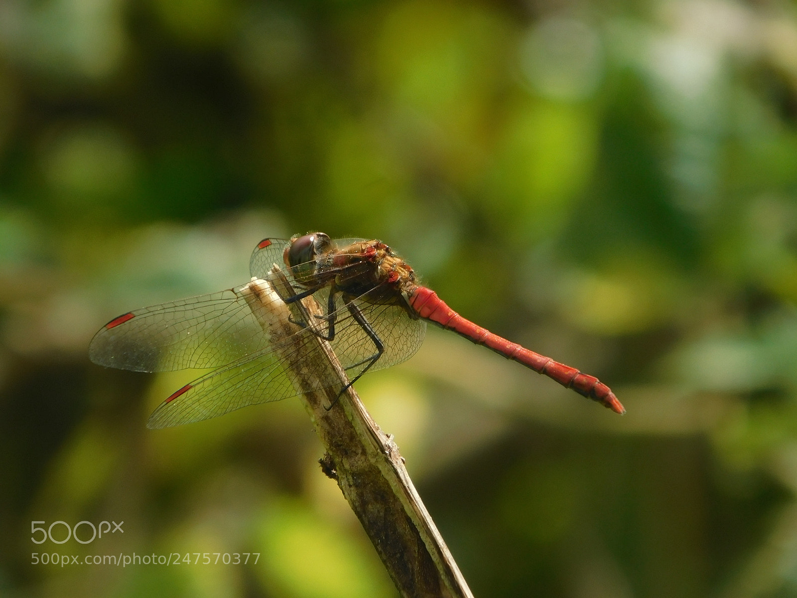 Nikon Coolpix B500 sample photo. Red dragonfly. photography