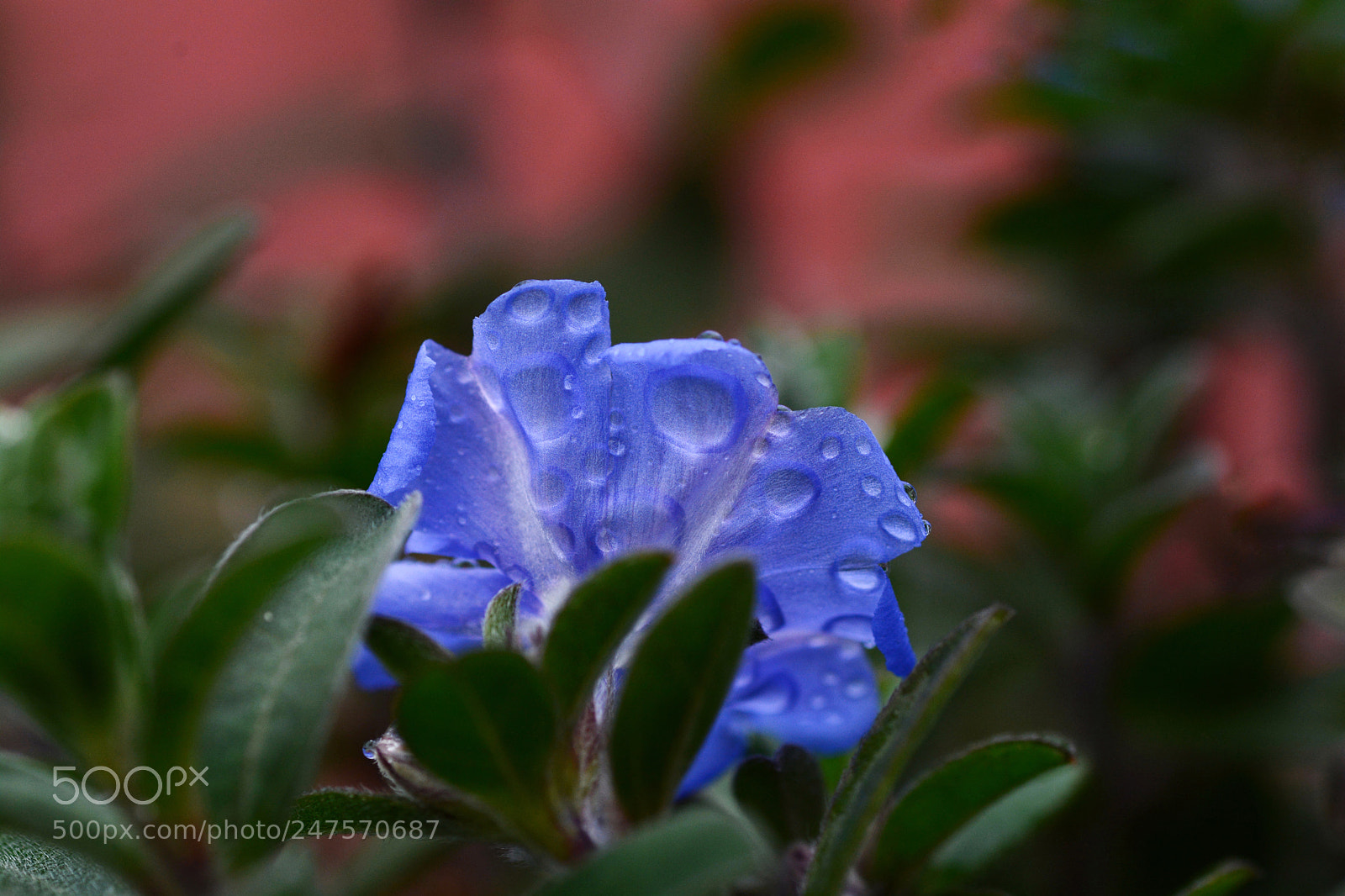 Nikon D7100 sample photo. Untitled photography