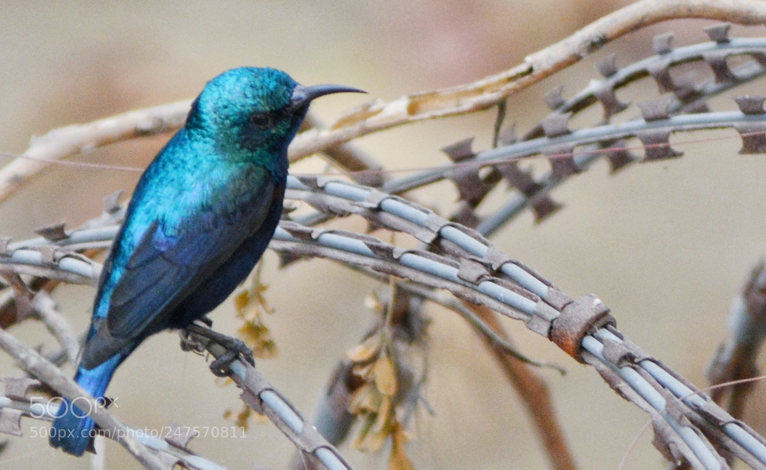 Nikon D5200 sample photo. Blue bird photography