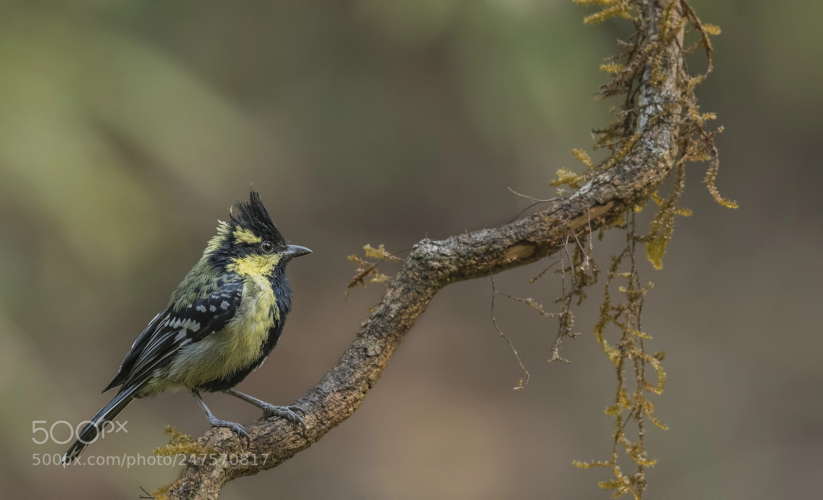 Nikon D500 sample photo. Indian yellow tit photography