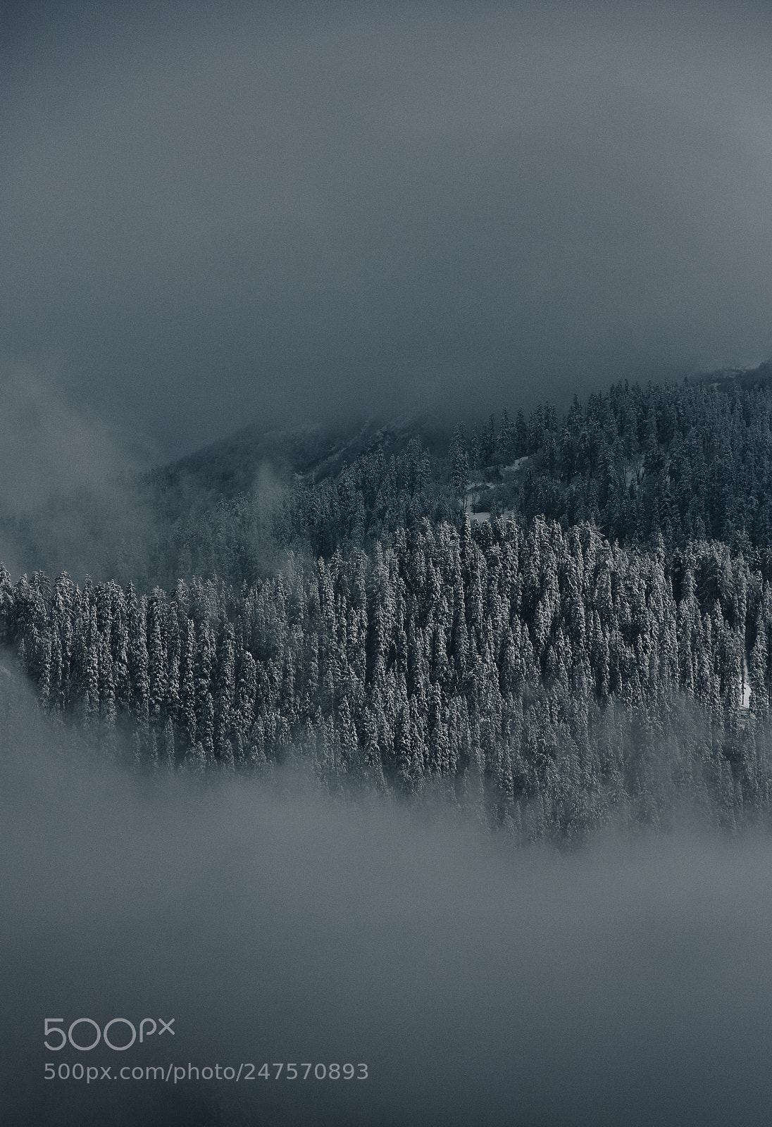 Nikon D7200 sample photo. Woods photography
