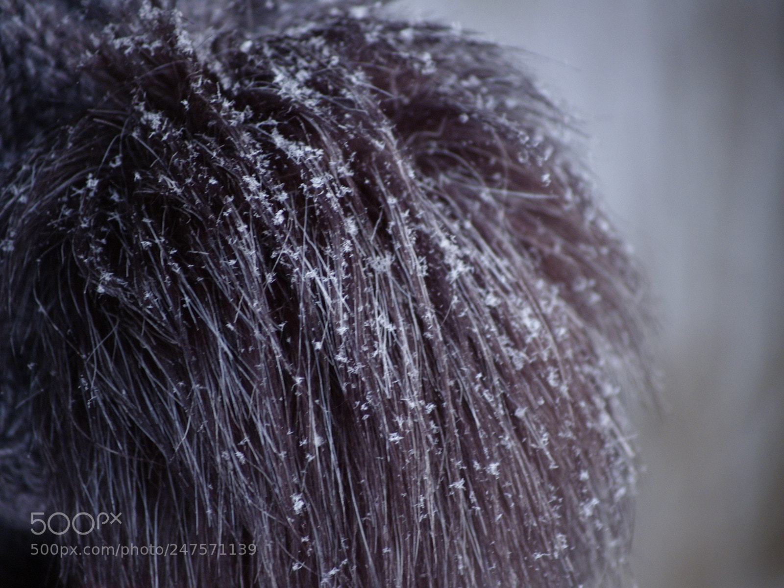 Olympus E-300 (EVOLT E-300) sample photo. Beanie photography