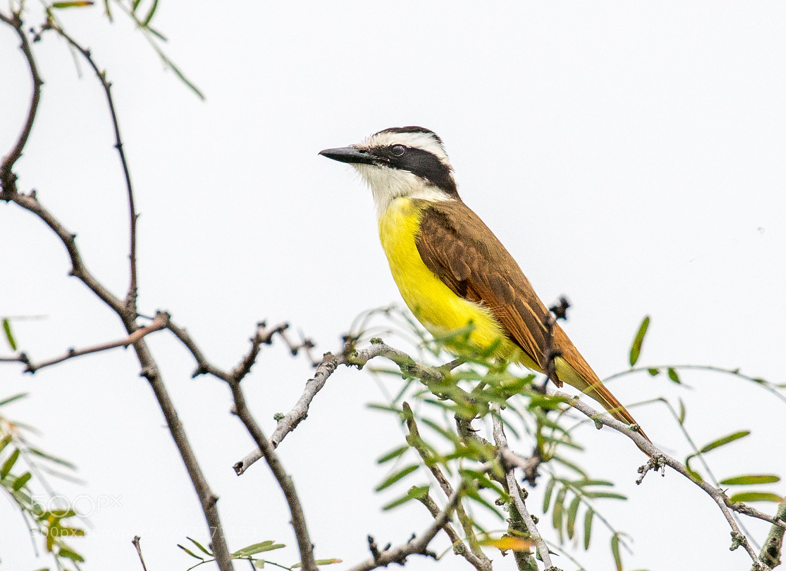 Canon EOS 7D Mark II sample photo. Great kiskadee photography