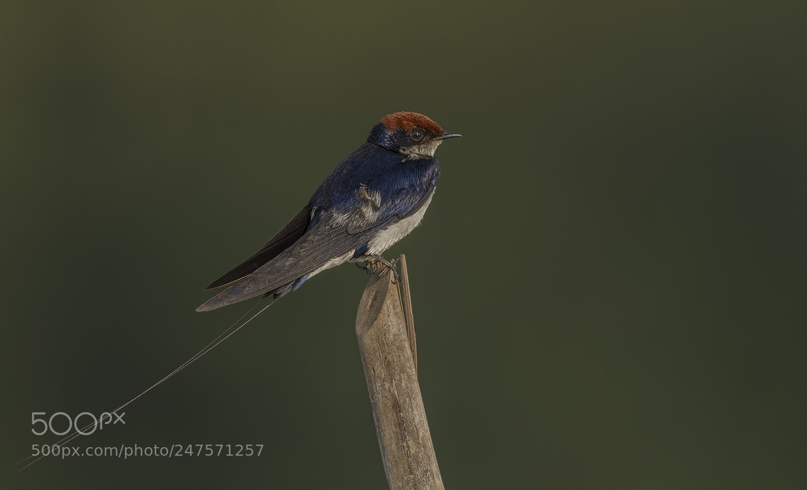 Nikon D500 sample photo. Wire tailed swallow photography