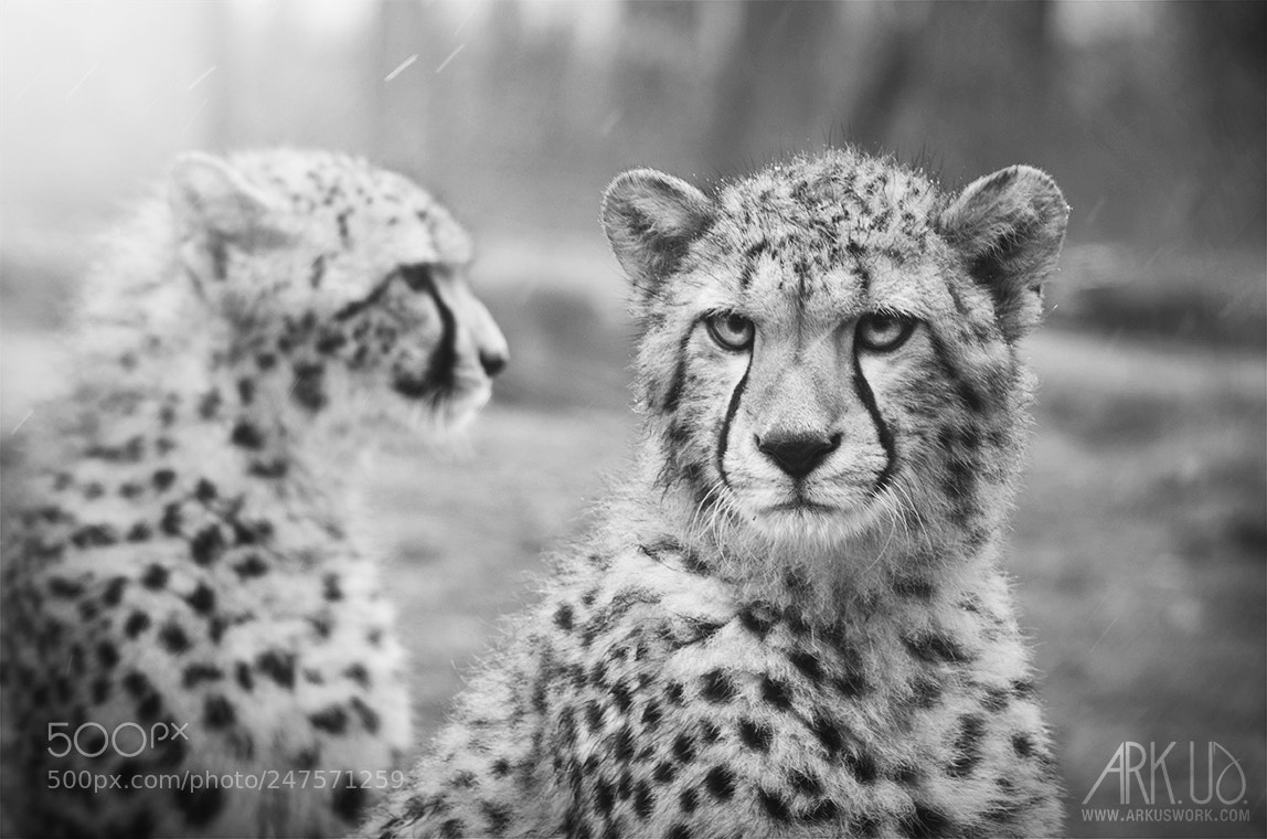 Pentax K-5 II sample photo. Cheetahs photography