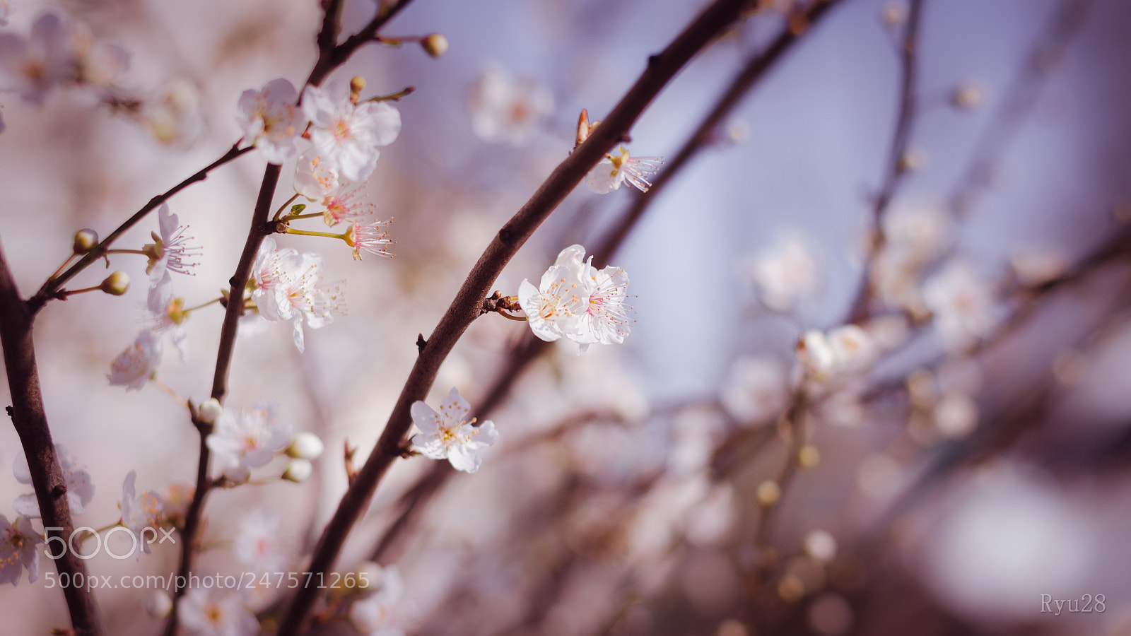 Nikon D5100 sample photo. Flower photography