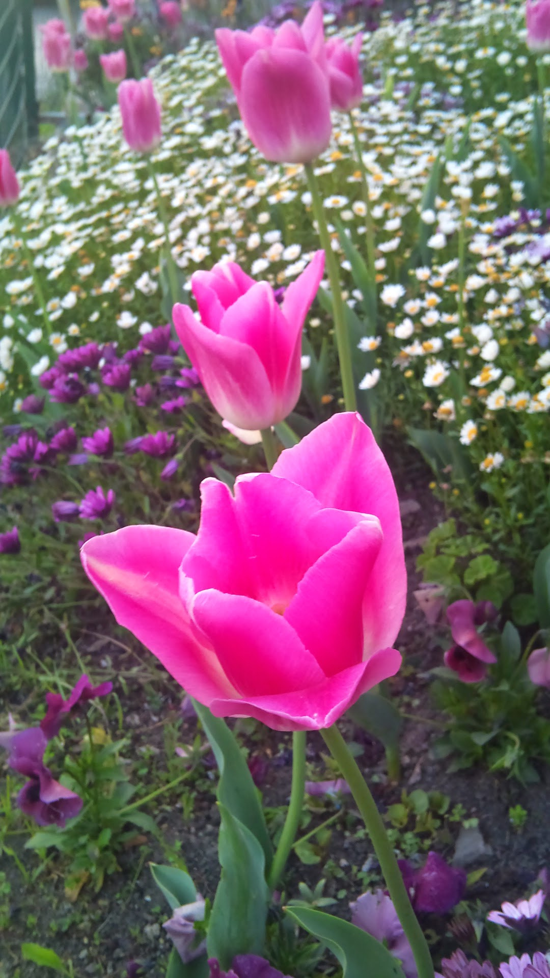 Sony Ericsson U10i sample photo. Tulip day photography