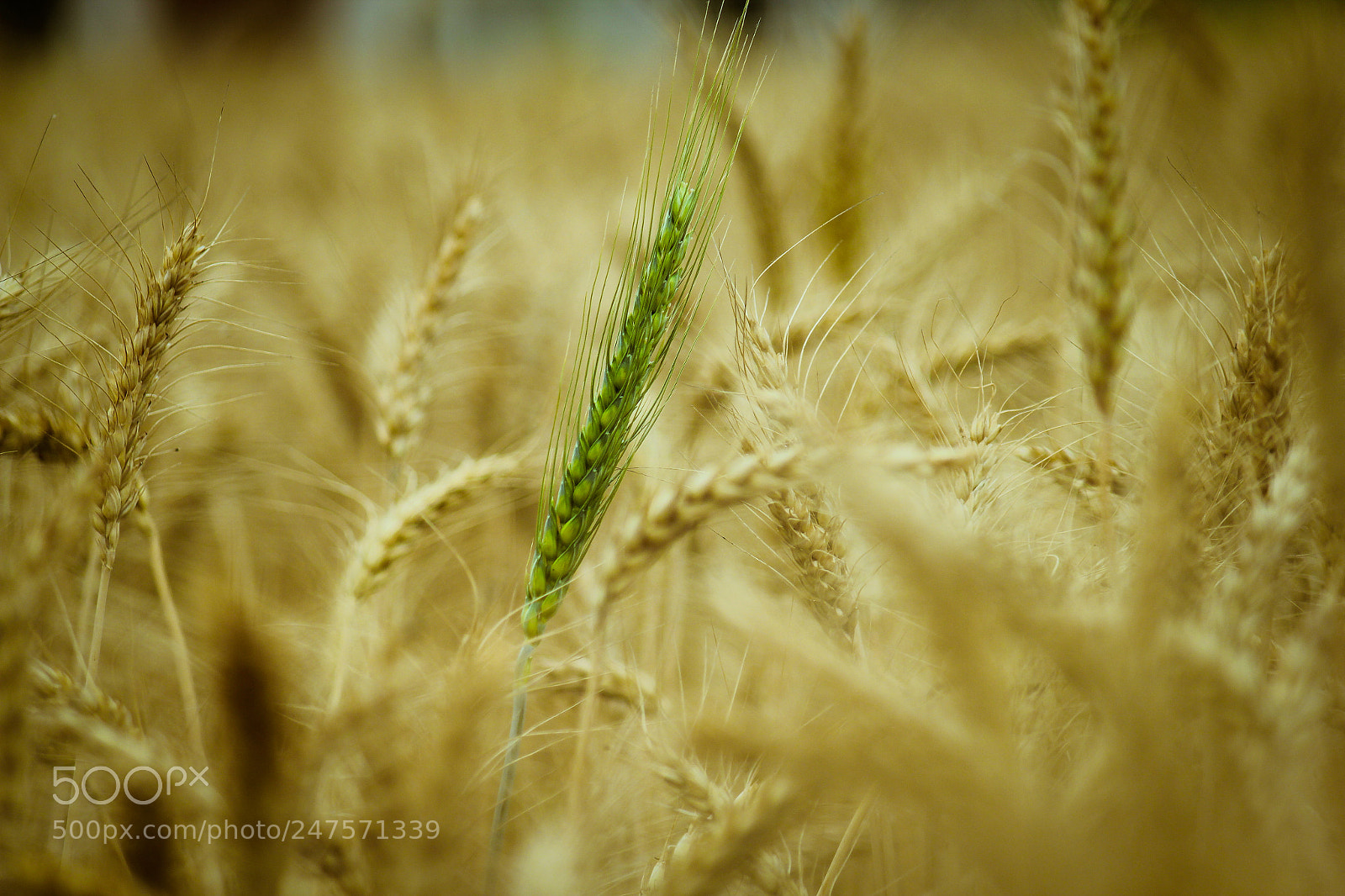 Canon EOS 550D (EOS Rebel T2i / EOS Kiss X4) sample photo. Wheat field photography