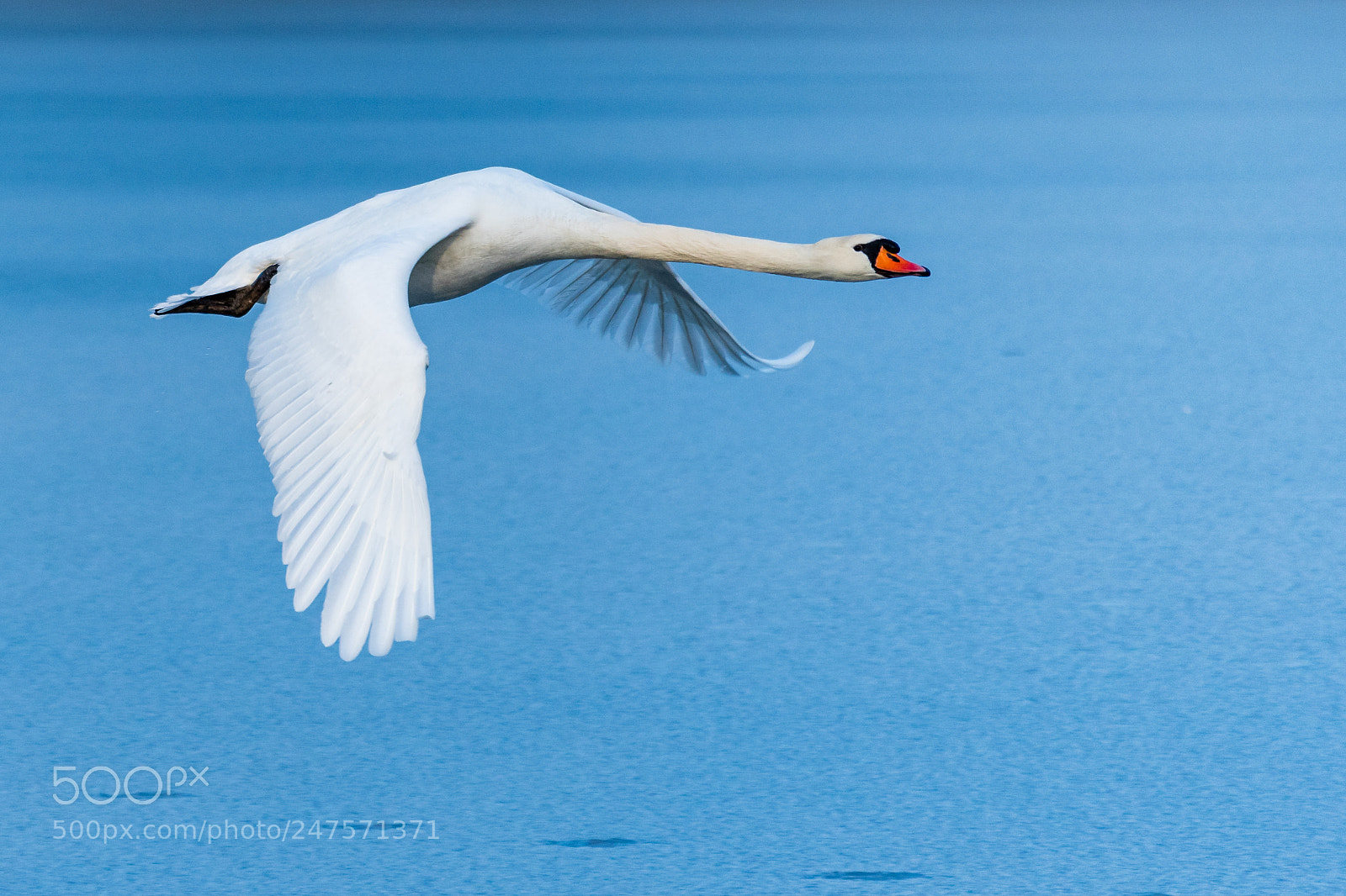 Nikon D500 sample photo. Swan flying over the photography