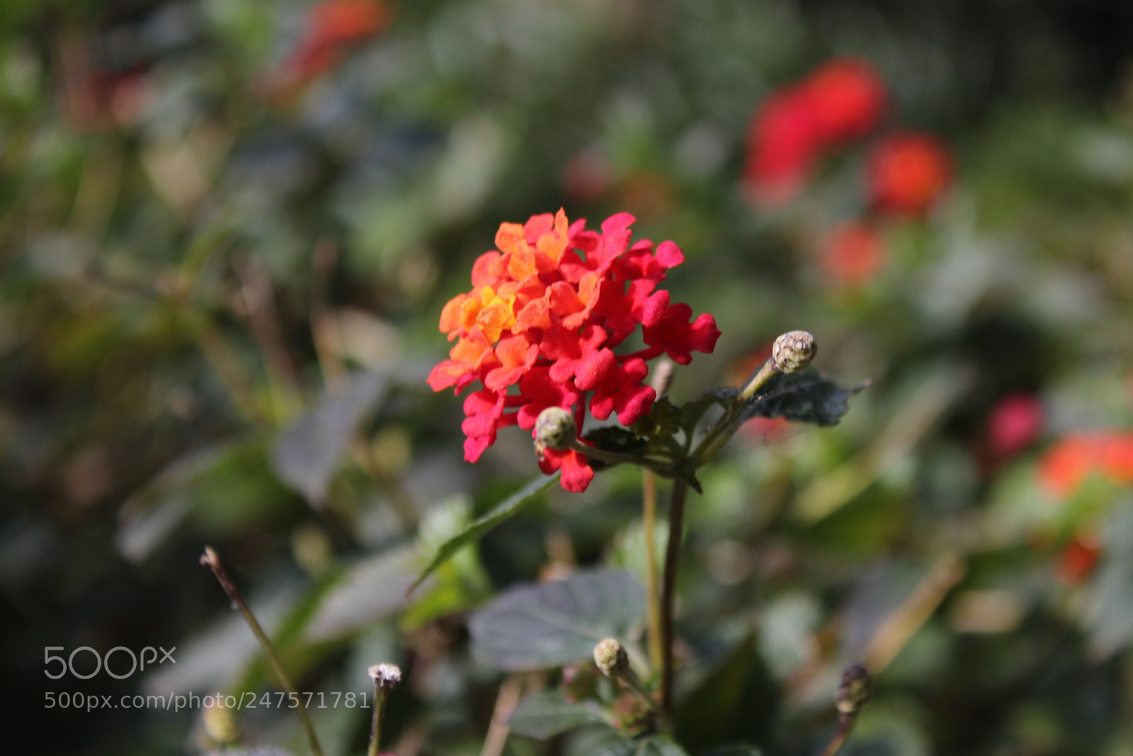 Canon EF-S 18-55mm F3.5-5.6 III sample photo. Untitled photography