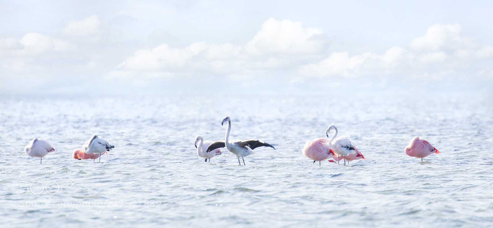 Canon EOS 80D sample photo. Flamingos photography