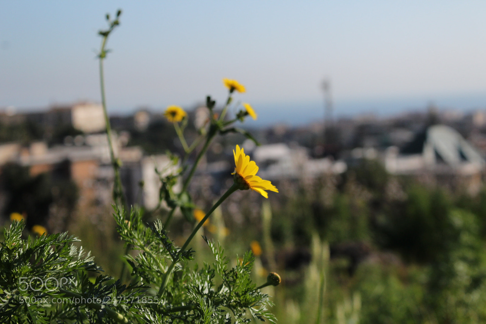 Canon EF-S 18-55mm F3.5-5.6 III sample photo. Untitled photography