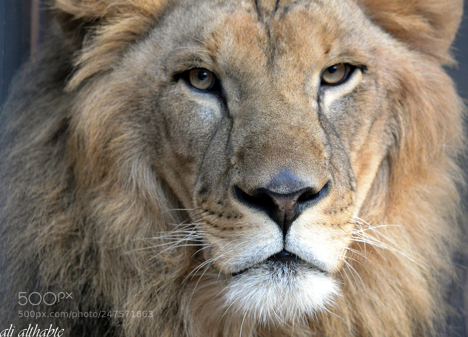 Nikon D610 sample photo. Lion face photography