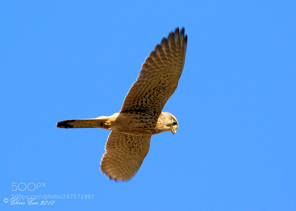 Canon EOS 7D Mark II sample photo. Kestrel photography