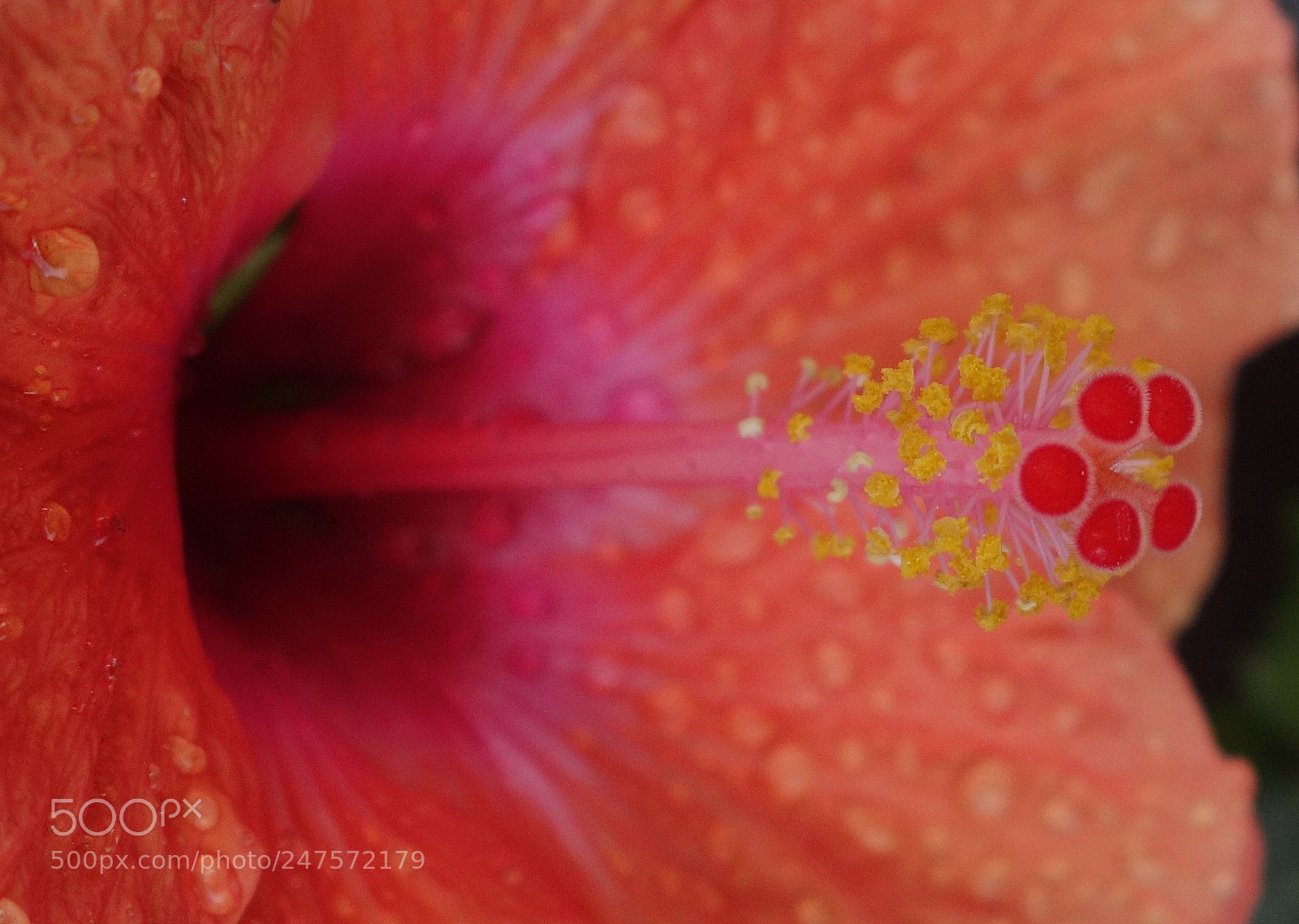 Sony Cyber-shot DSC-RX100 II sample photo. Vn flowers () photography