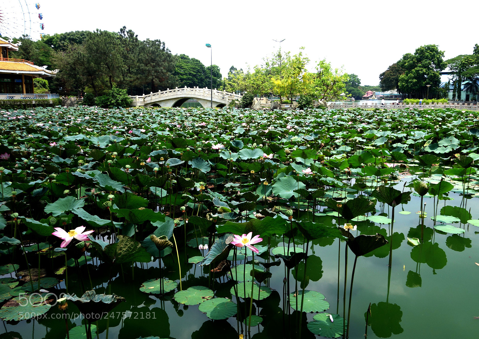 Sony Cyber-shot DSC-RX100 II sample photo. Vn flowers () photography