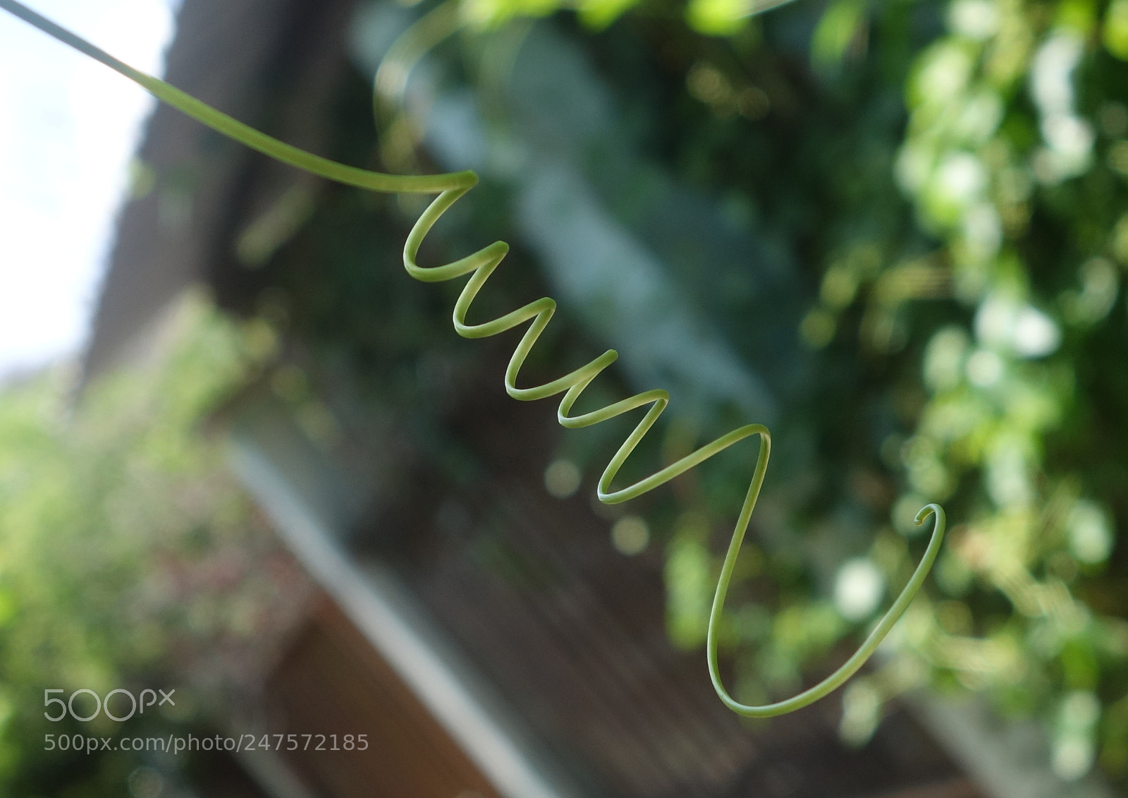 Sony Cyber-shot DSC-RX100 II sample photo. Vn flowers () photography